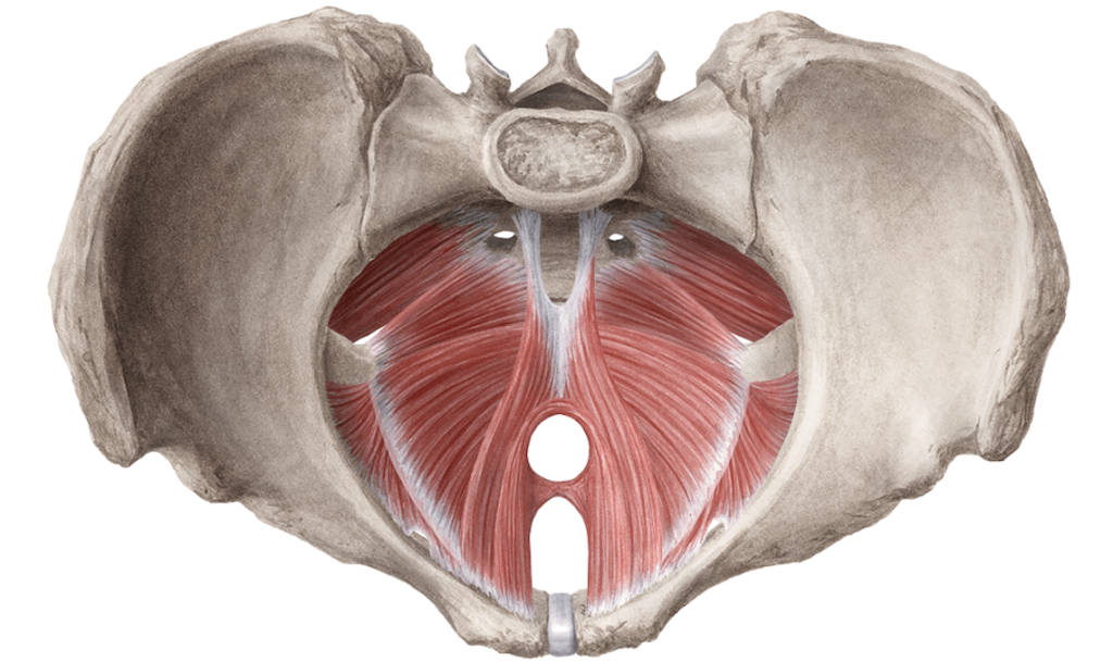 illustrazione dei muscoli pelvici