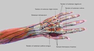 Anatomia della mano - MK Medical Poliambulatorio Ludovisi